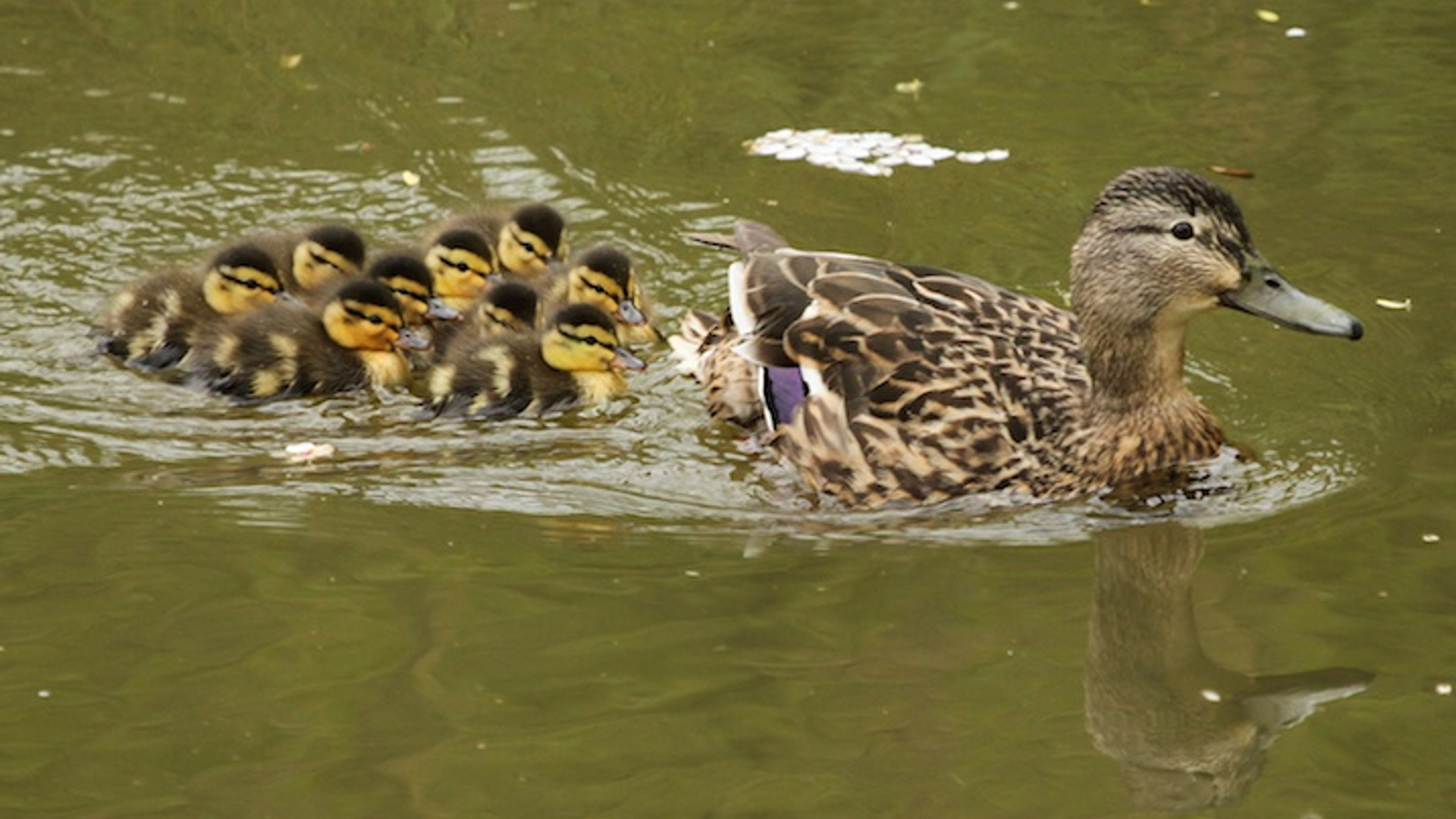 Wilde Eend 7953 VV © Kleyheeg