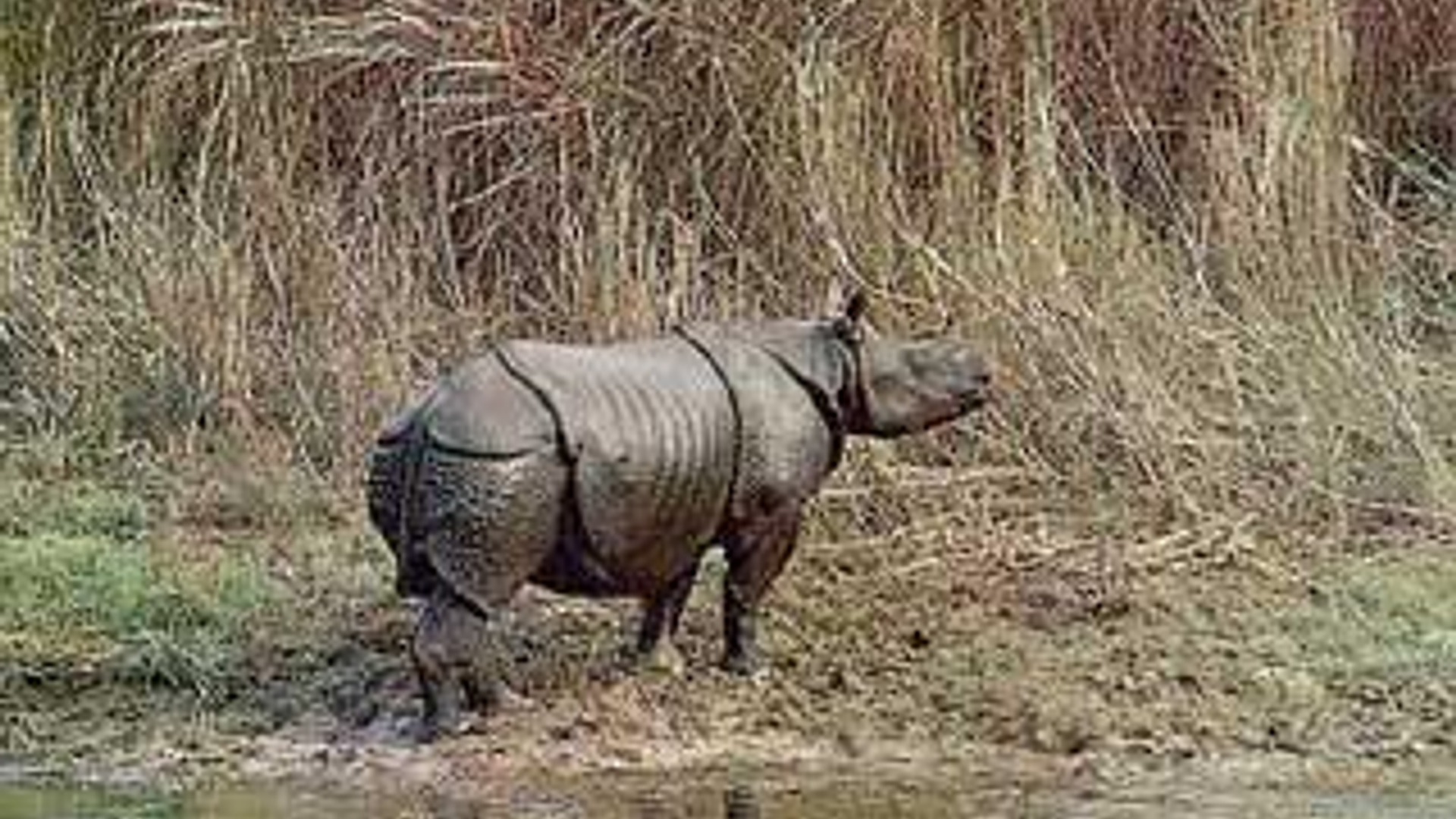javaanse_neushoorn.jpg