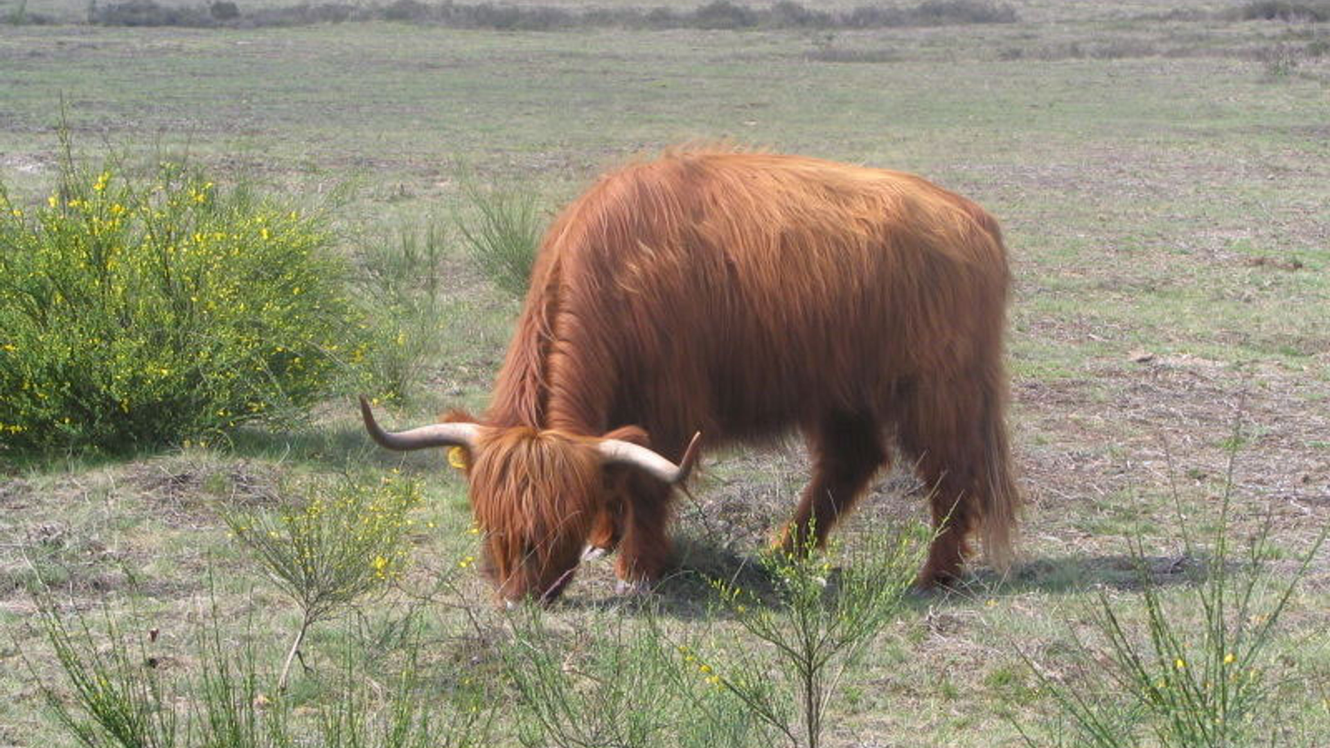 schotse_hooglander_02.jpg