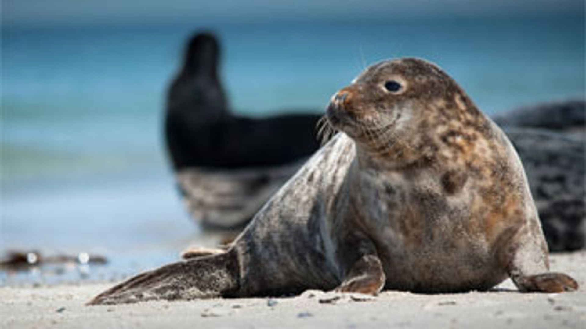 Zeehond.jpg