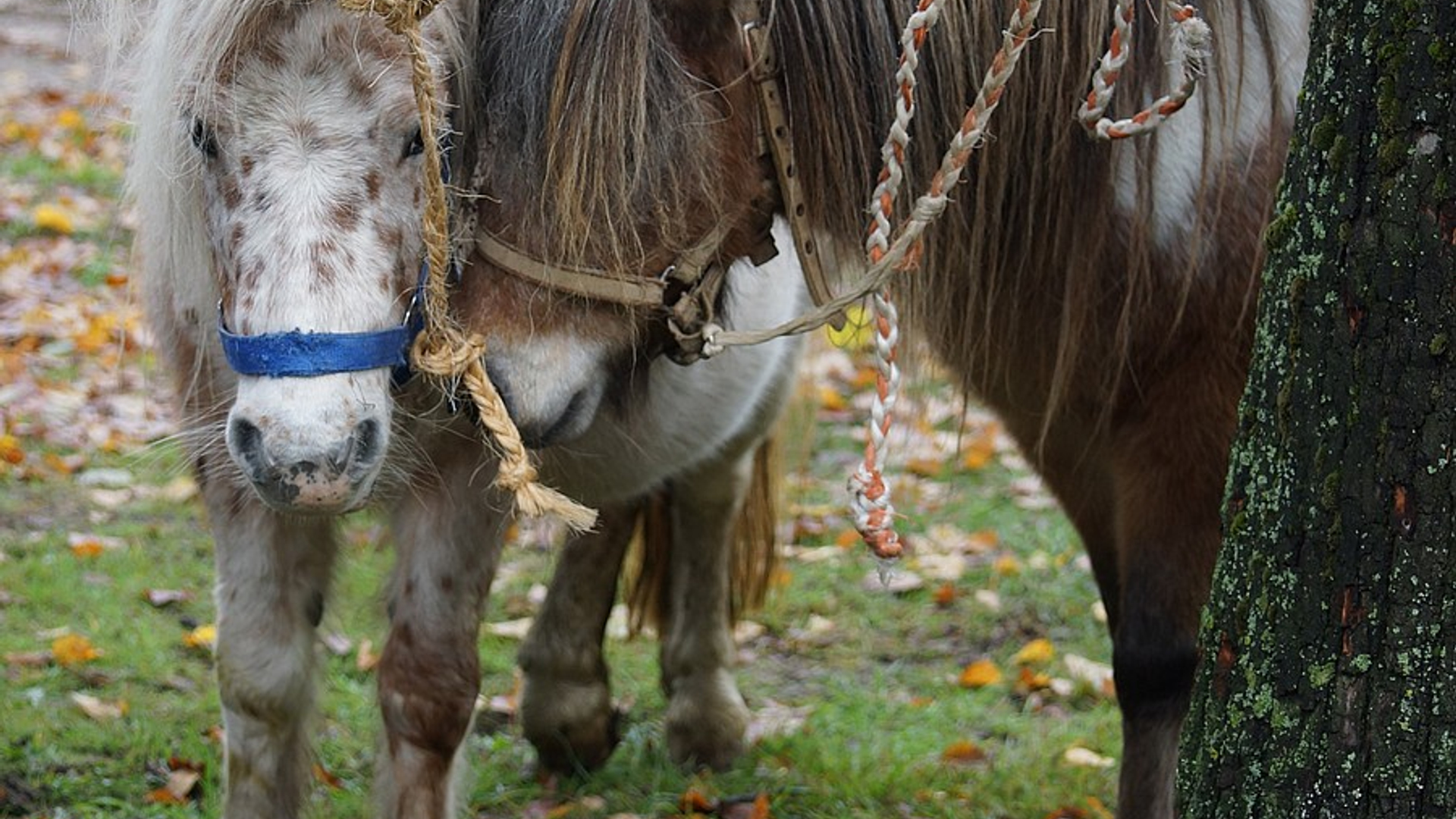 paarden_20.jpg