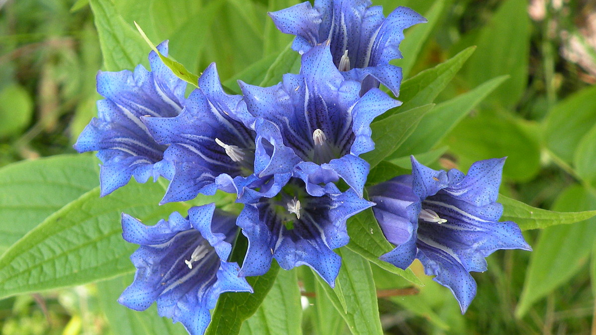 blauwegentiaan_mo_ulbe.jpg