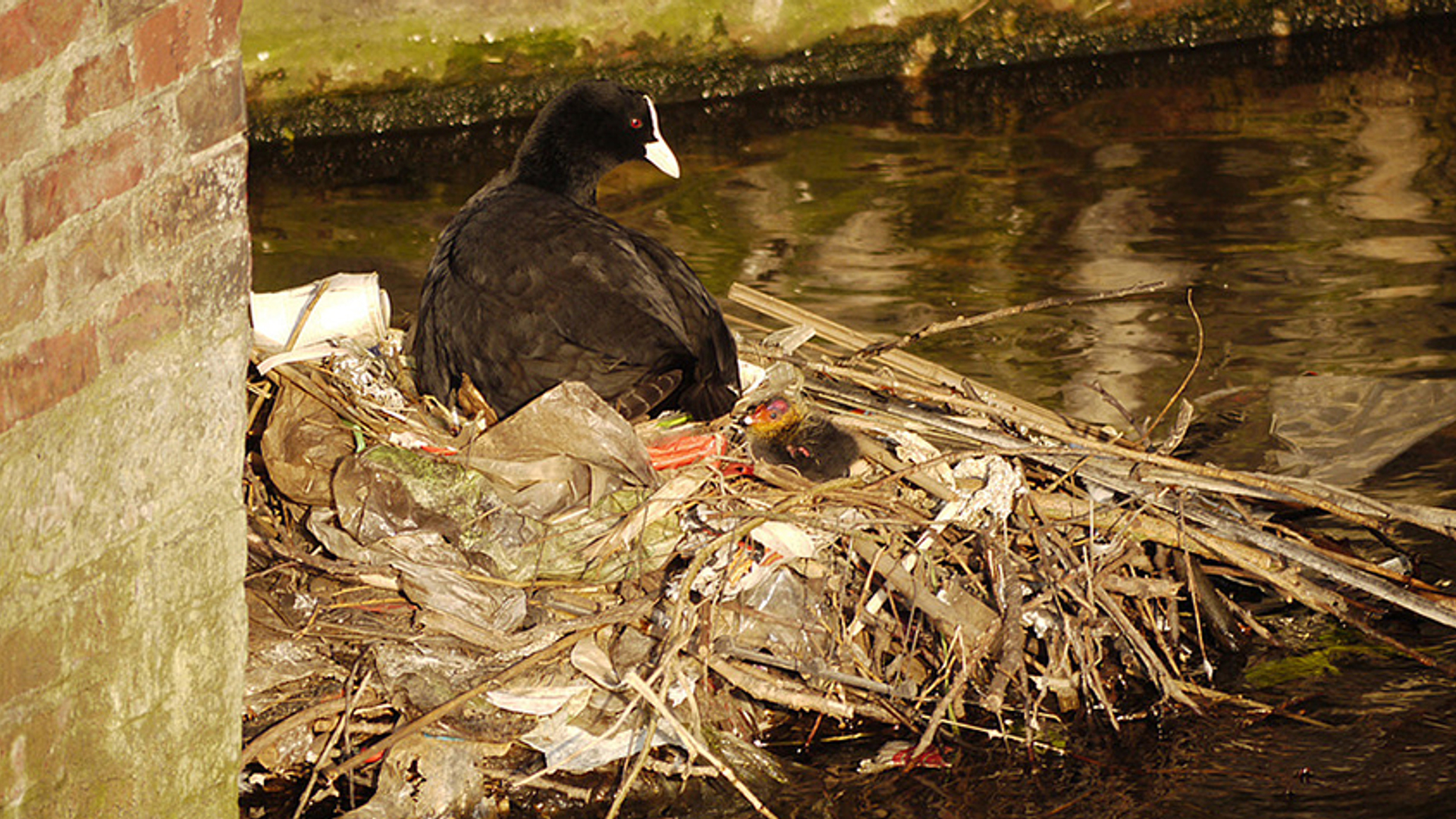 meerkoet_nest_plastic_gracht