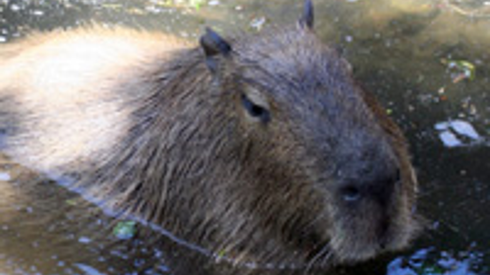 capibara.jpg
