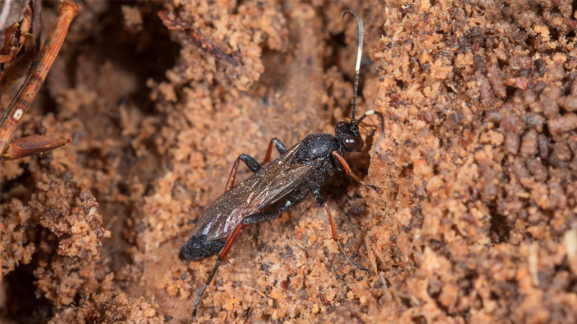 Sluipwesp Stenichneumon culpator