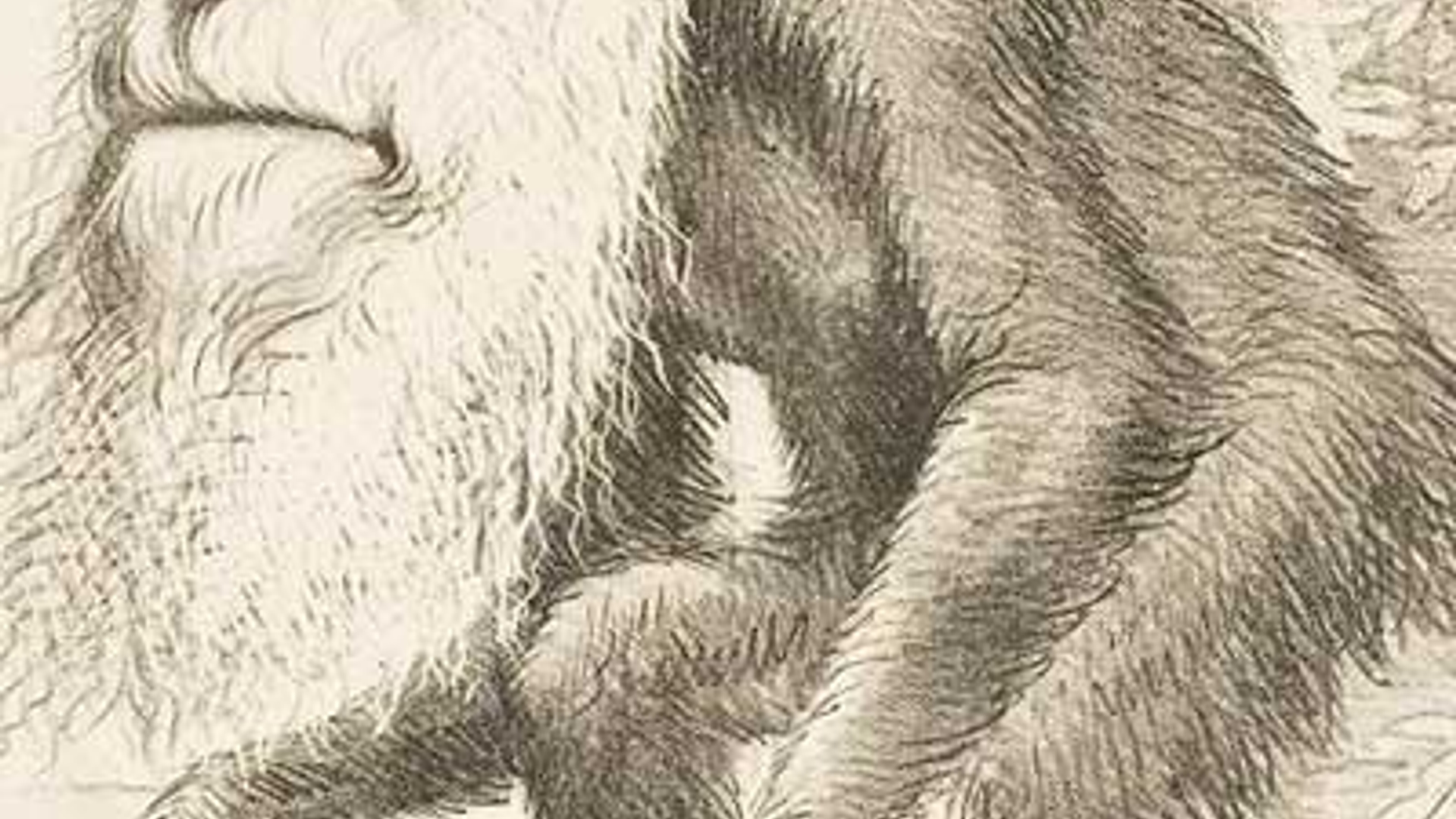 Darwin_ape.jpg