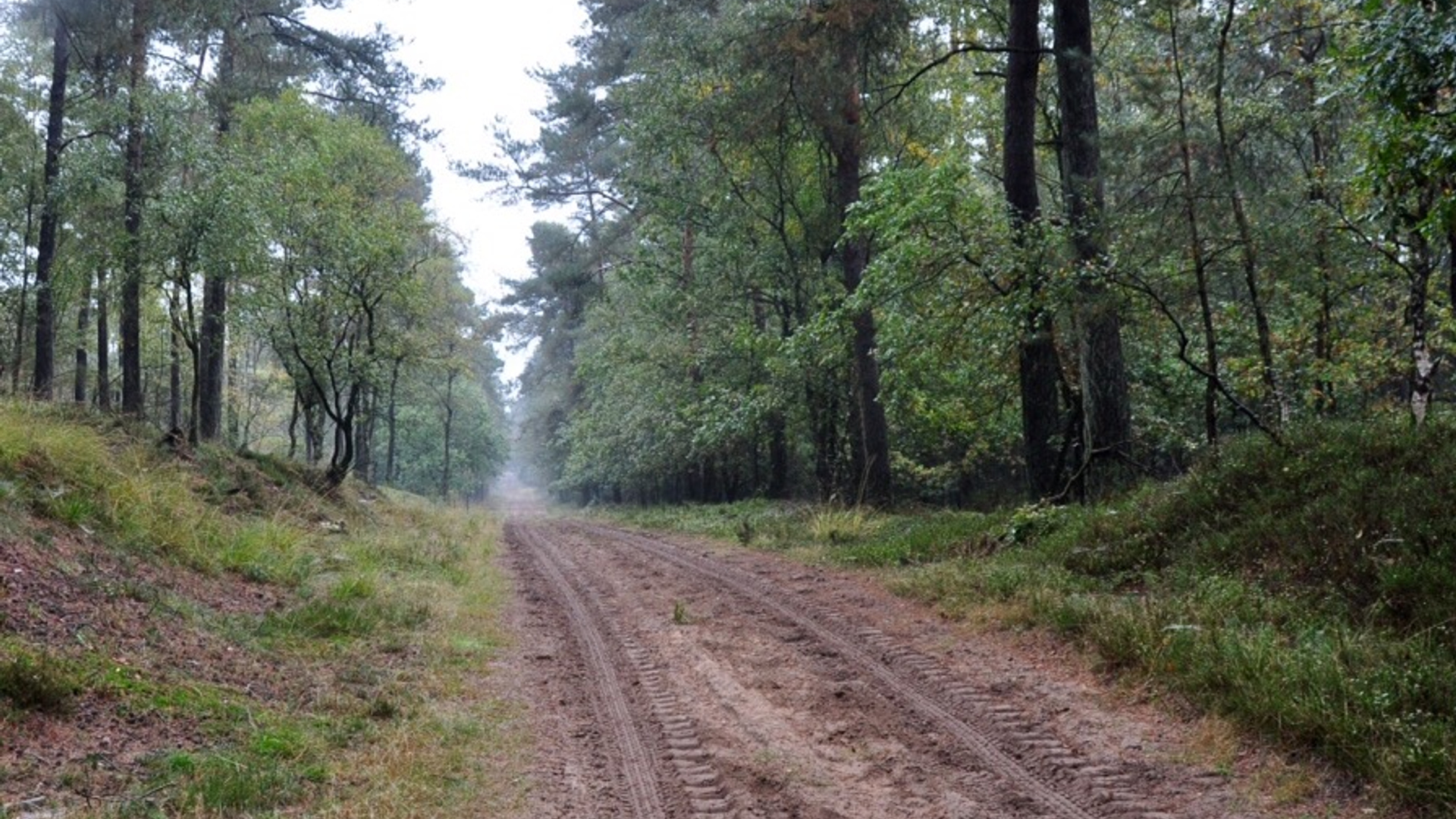 spoor in zand