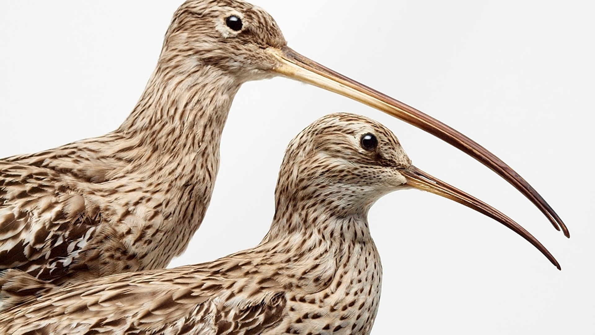 1980-20916 dunbekwulp_1077627 1024