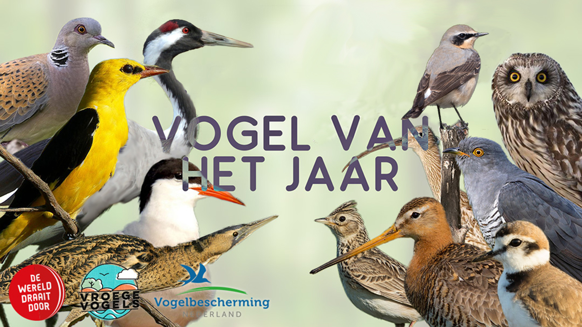 kiesvogelvanhetjaar