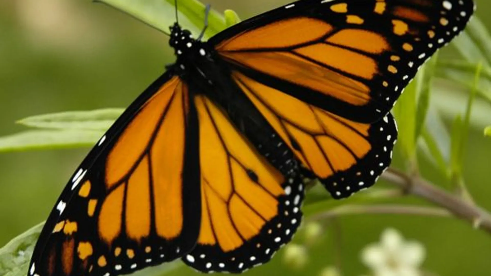 monarch_vlinder.jpg