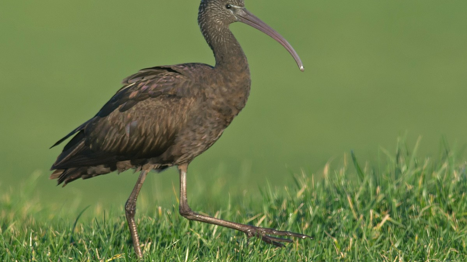 zwarte_ibis_01.jpg