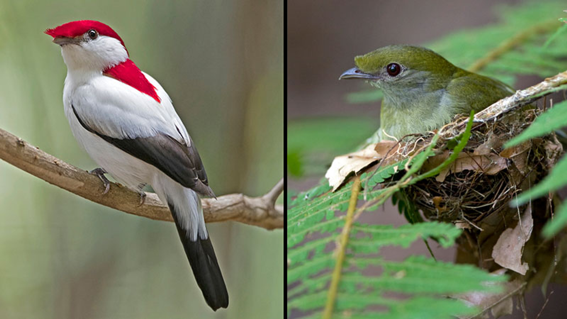 Araripe-Manakin