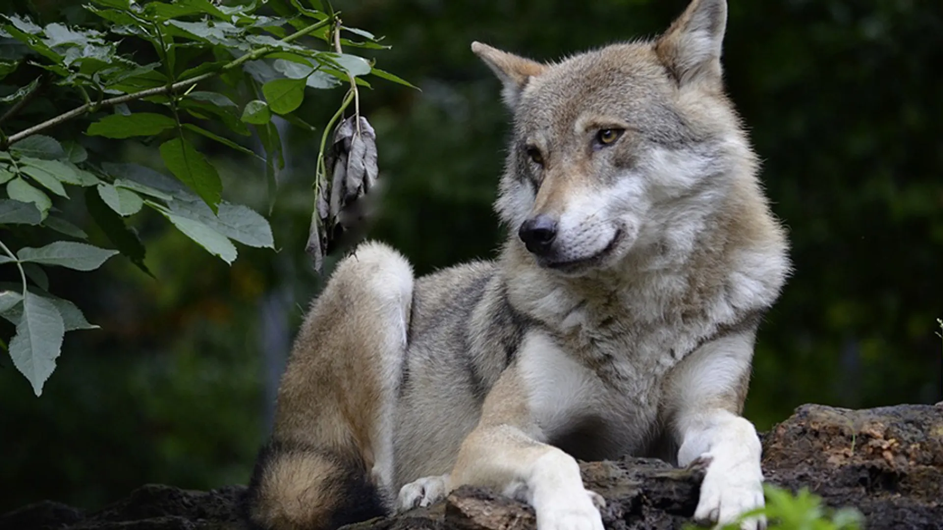 wolf pixabay