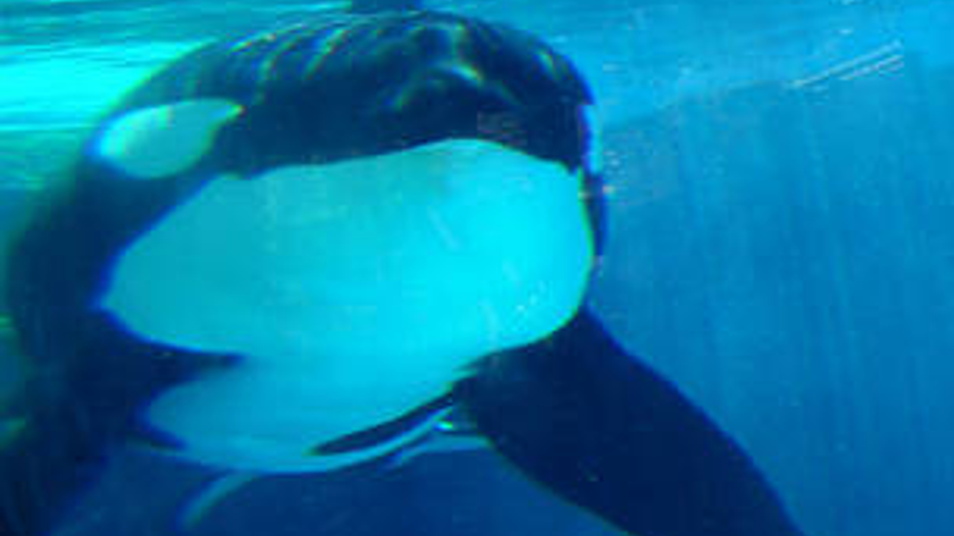orka_04.jpg