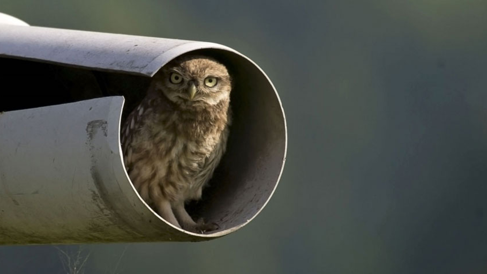 Steenuil in regenpijp