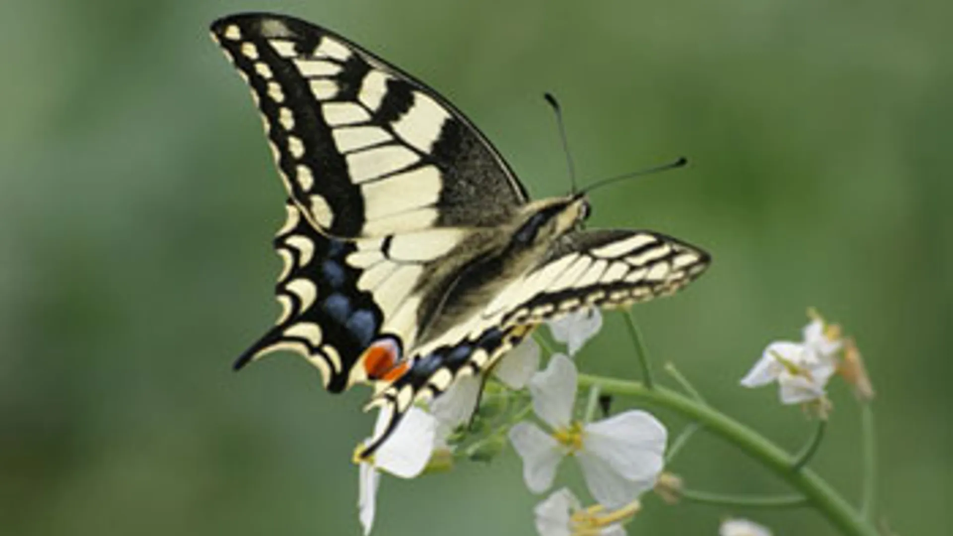 vlinderbec594.jpg