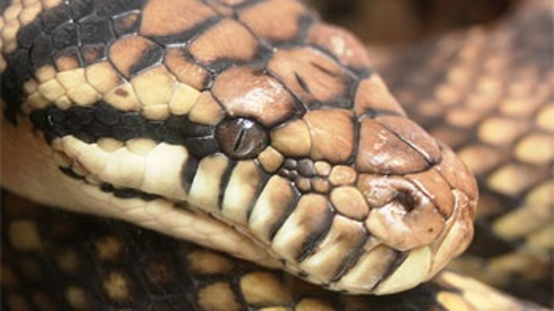 python