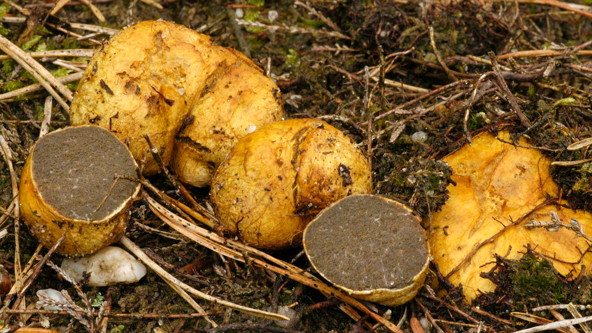 rossedoolhoftruffel.jpg