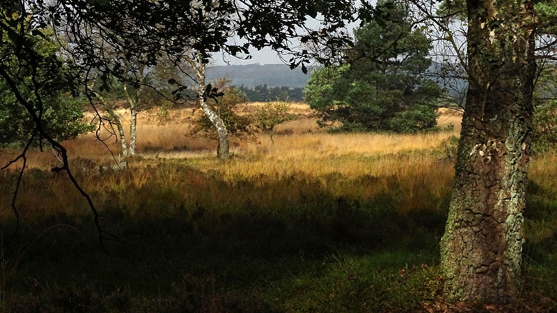 Veluwe