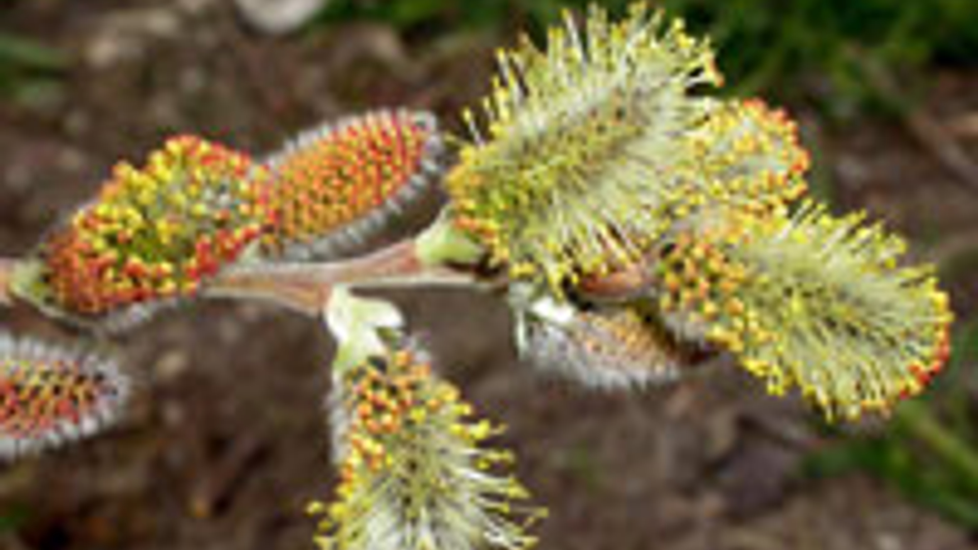 salix_caprea.jpg