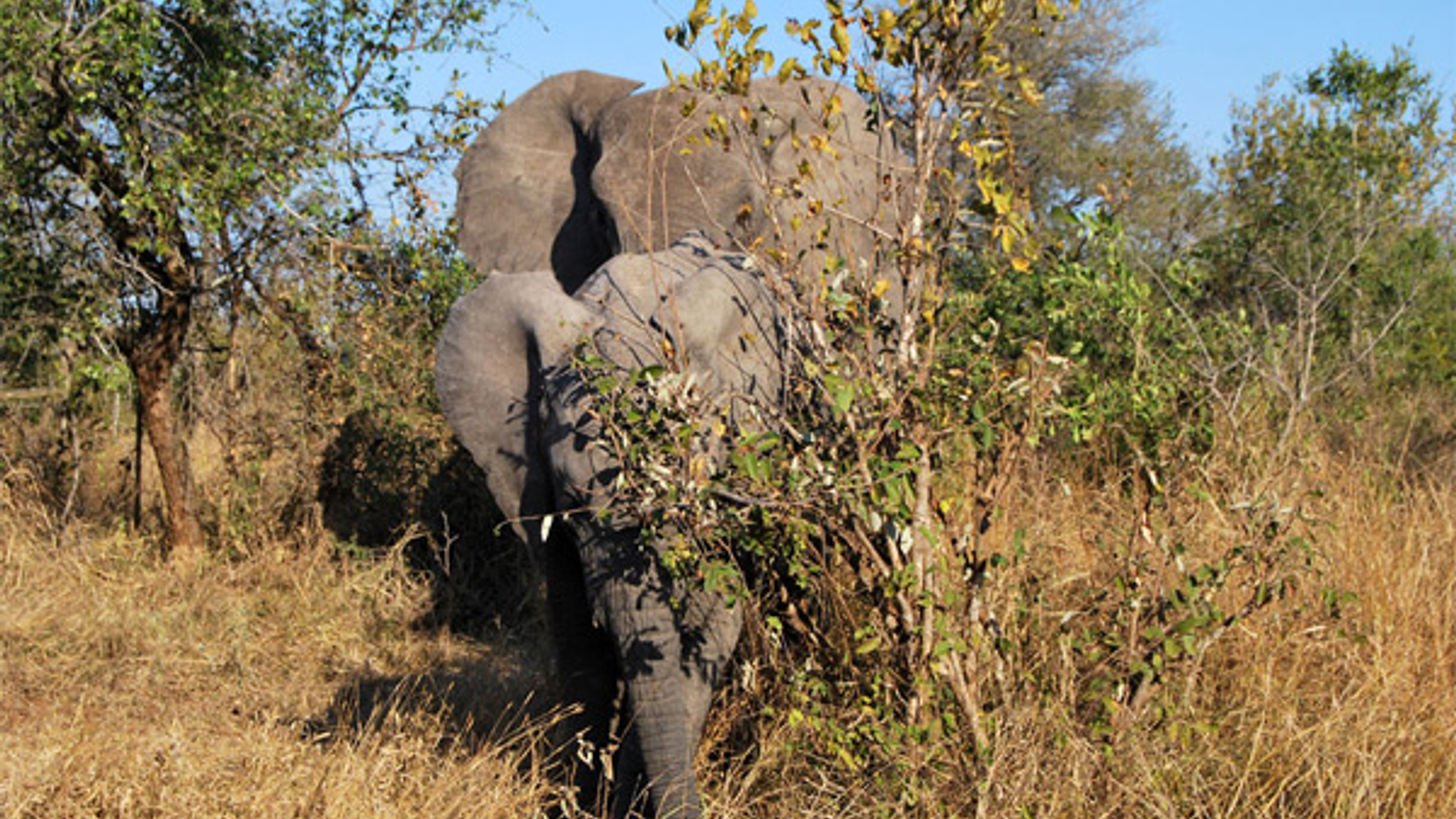 olifant_16.jpg