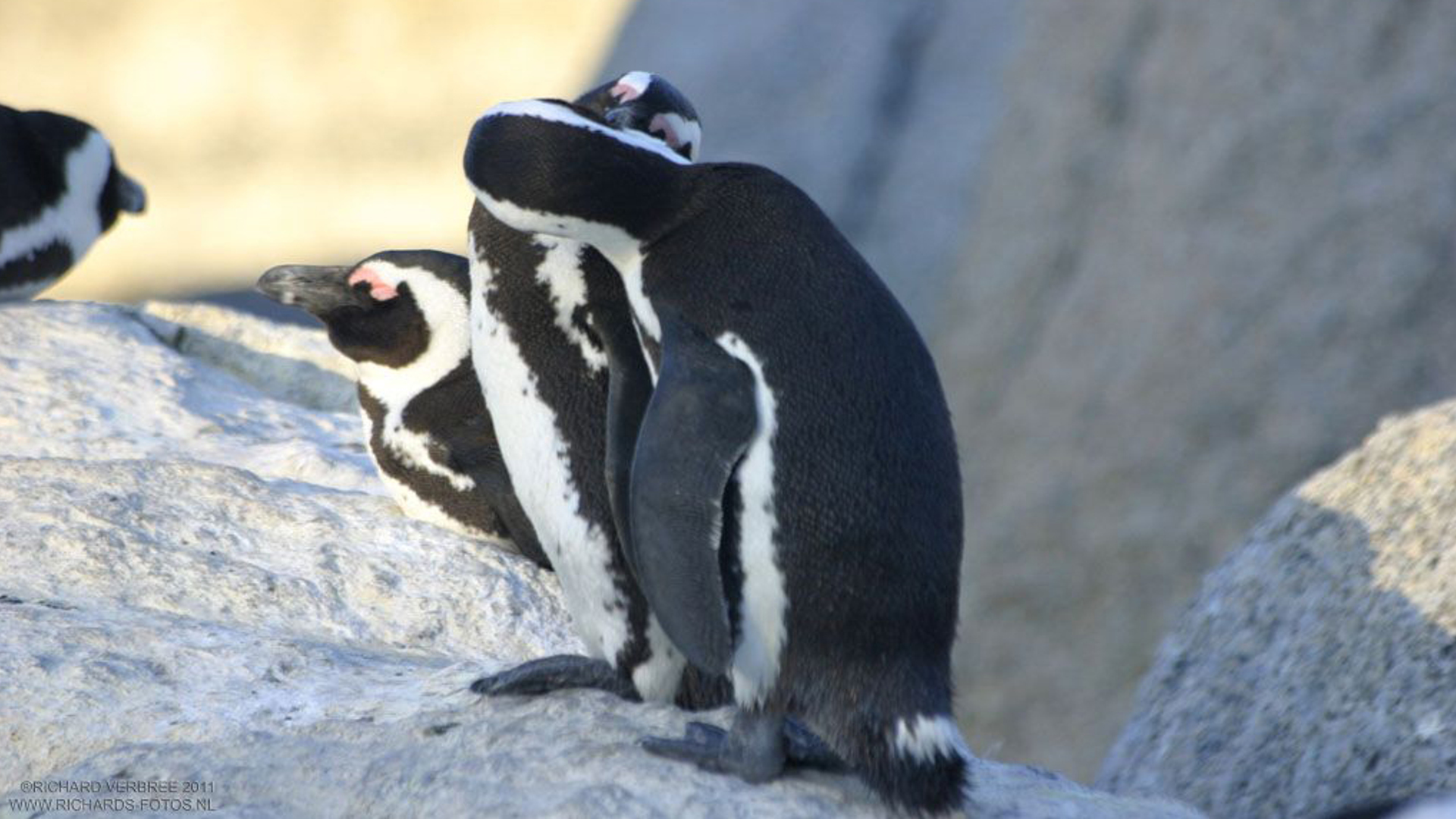 Afrikaanse pinguïns