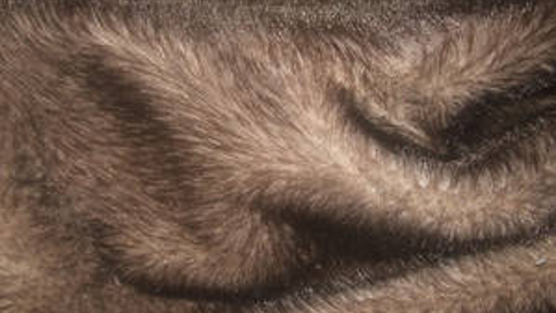 fur_01.jpg