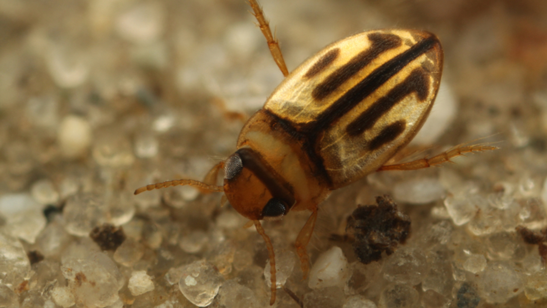 nieuw soort waterkever : de Hydroglyphus hamulatus