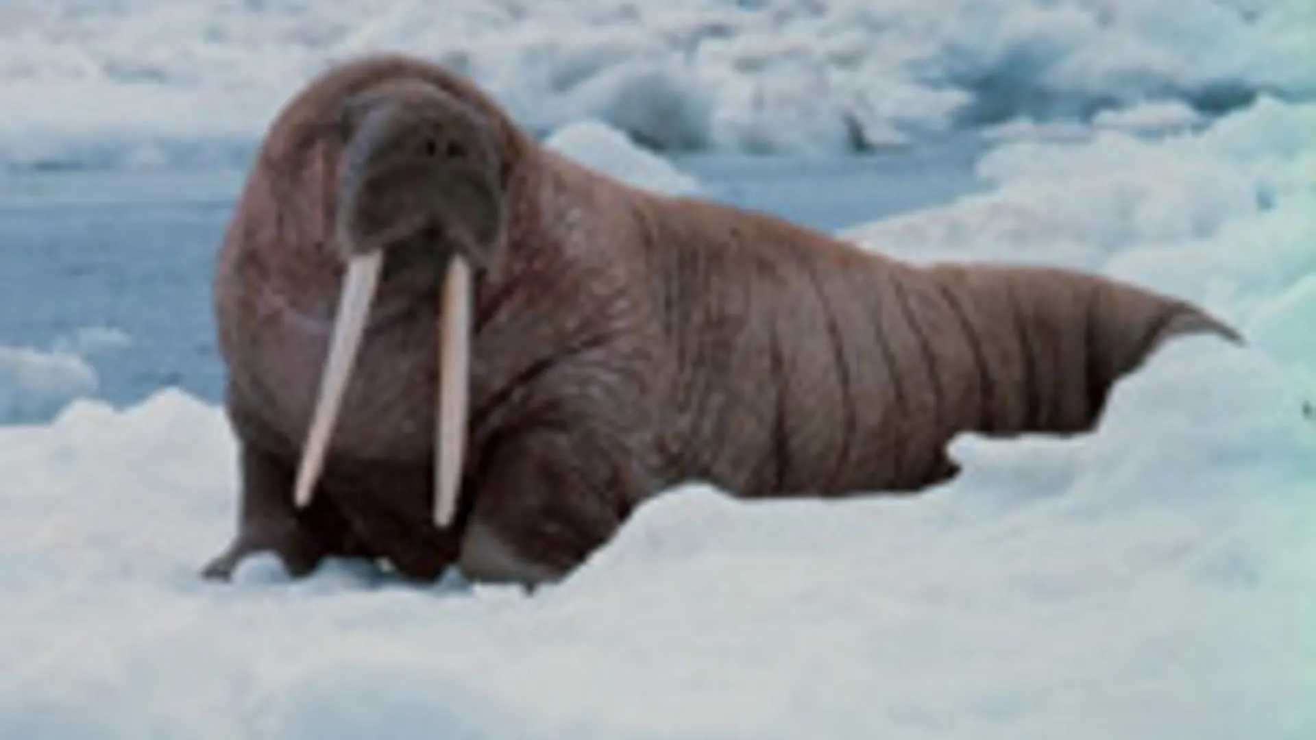 walrus.jpg