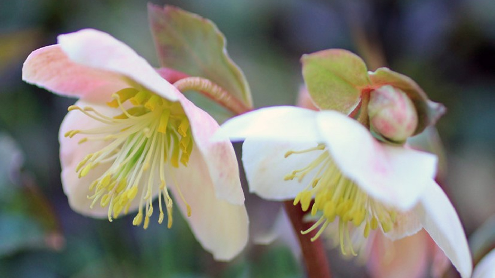 helleborus.jpg