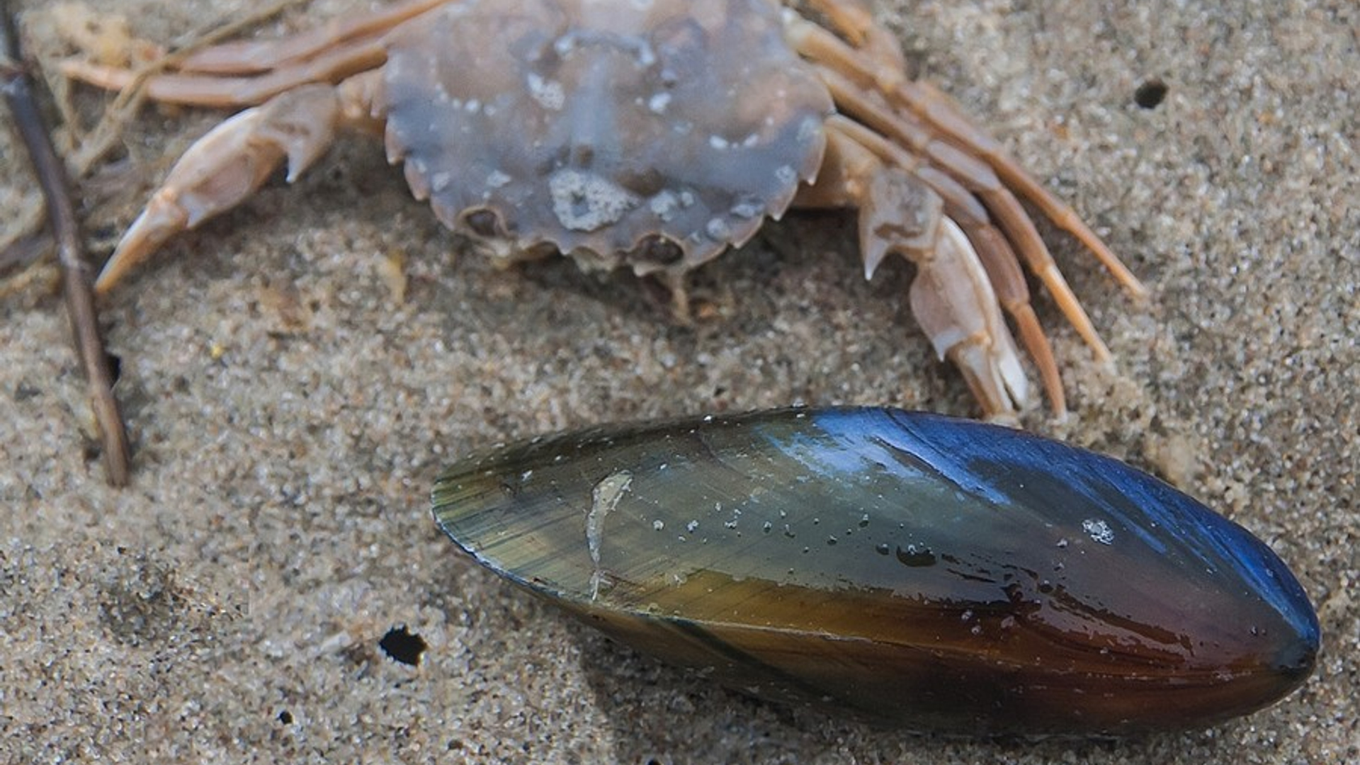 mossel_ladylove40.jpg