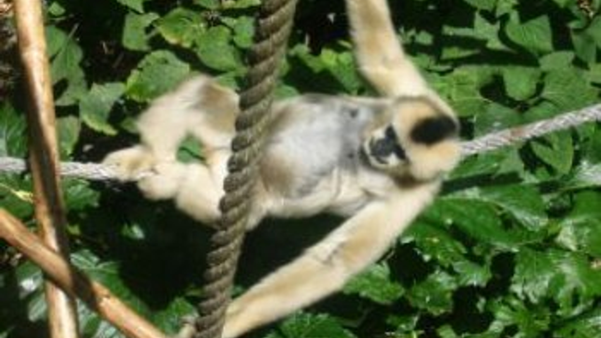 gibbon.jpg