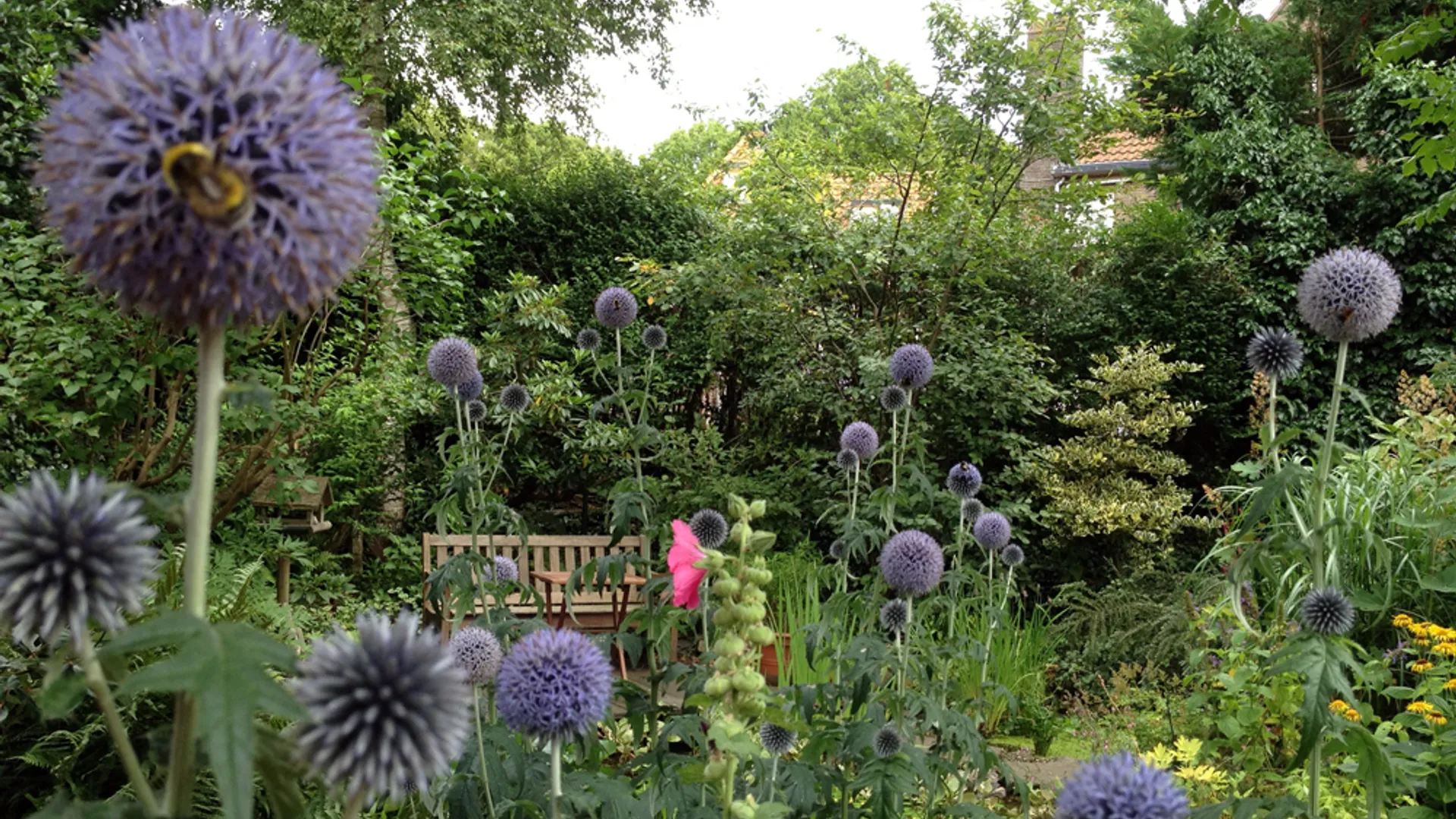 Kogeldistels_in_tuin.jpg