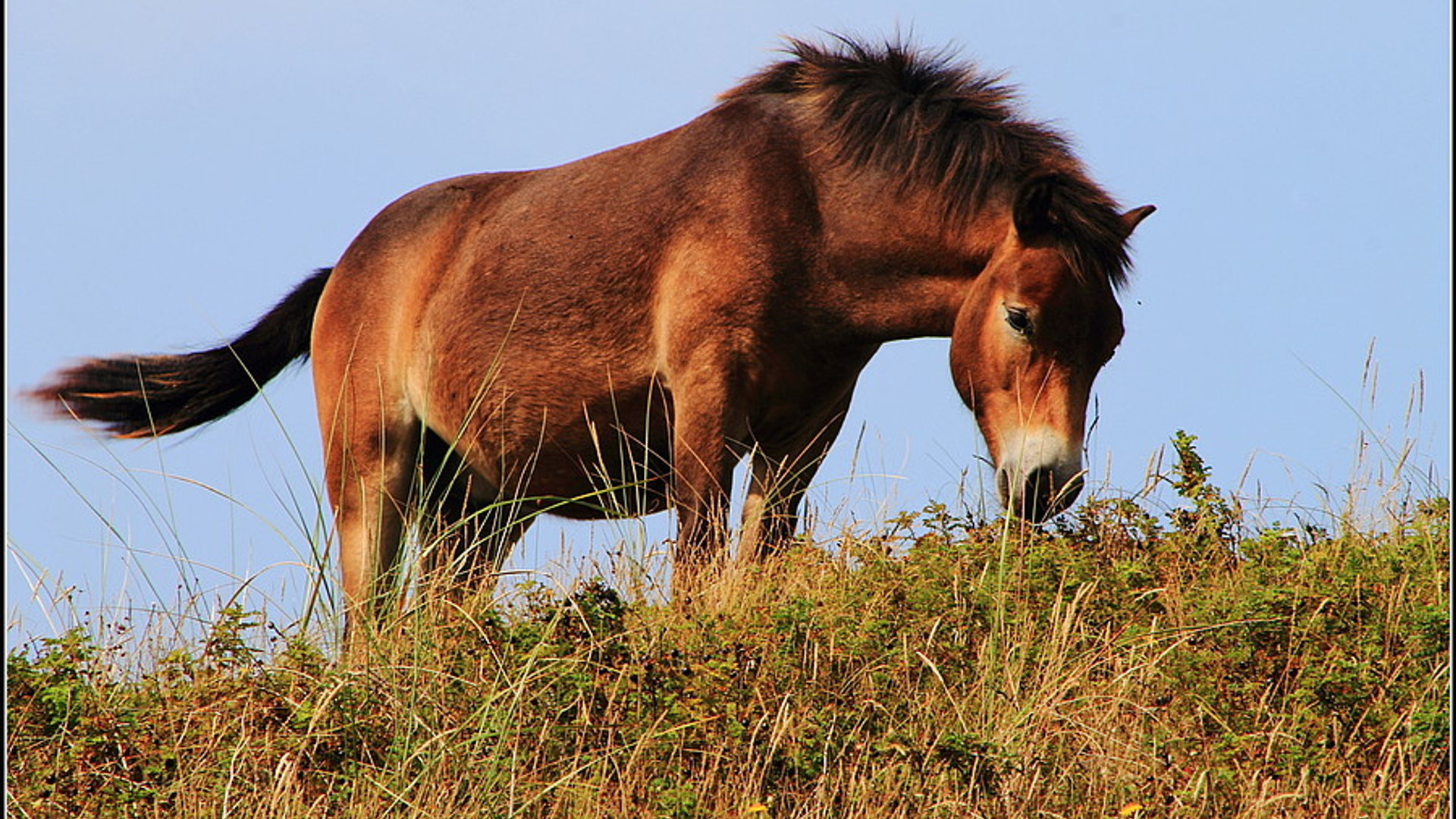 paard_03.jpg