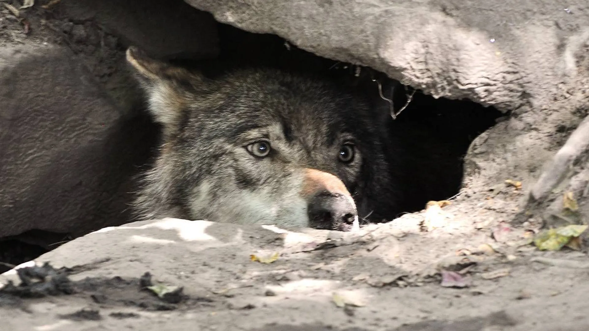 wolf_34.jpg