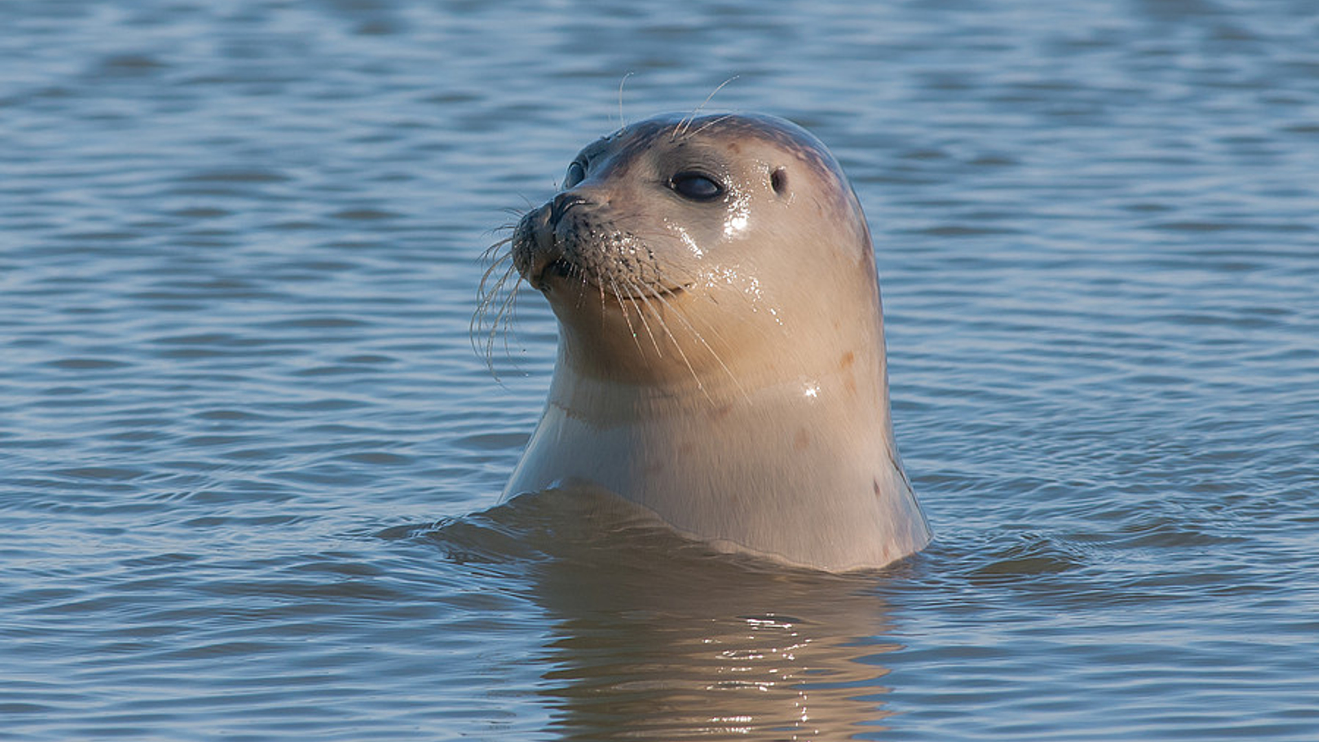 zeehond_gewone.jpg