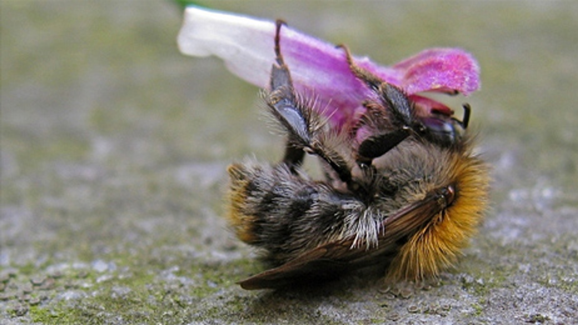 hommel_dronkenvannectar.jpg