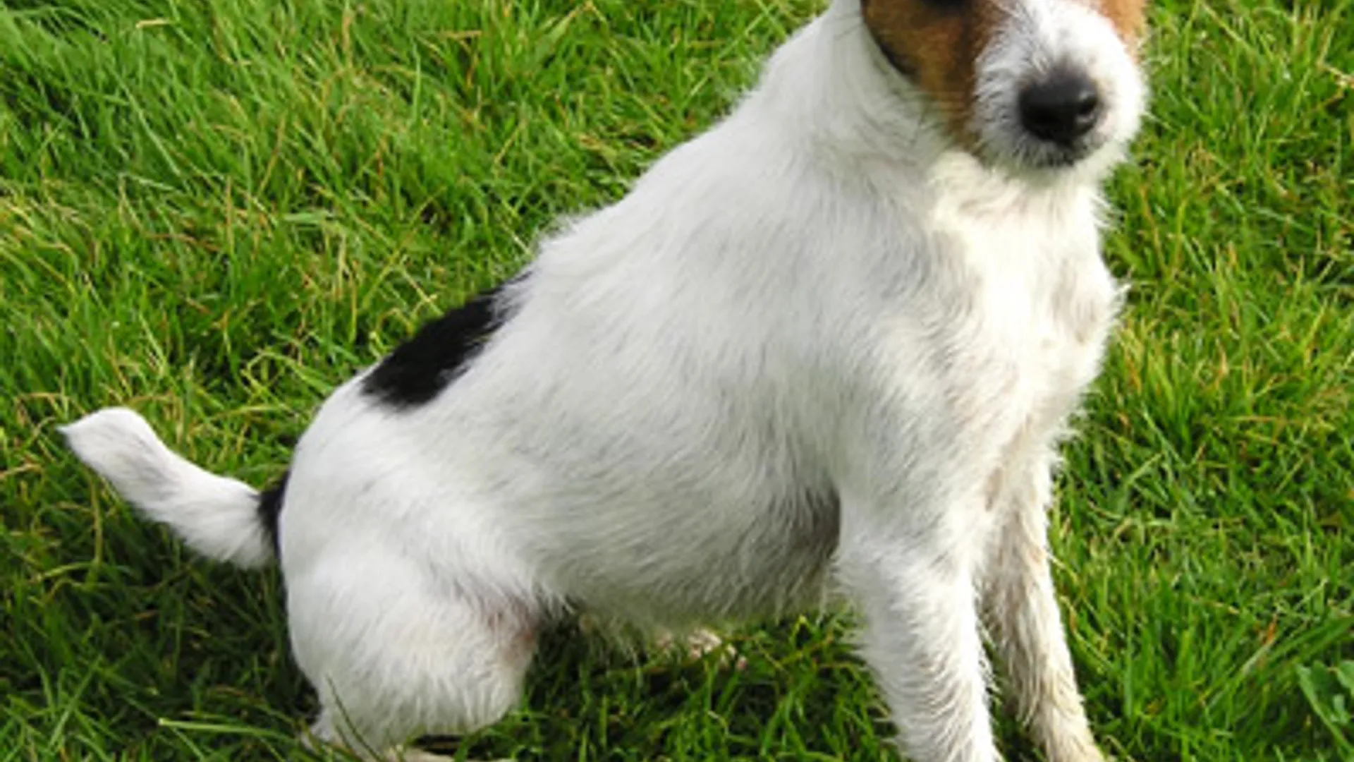 Parson_Russell_Terrier.jpg
