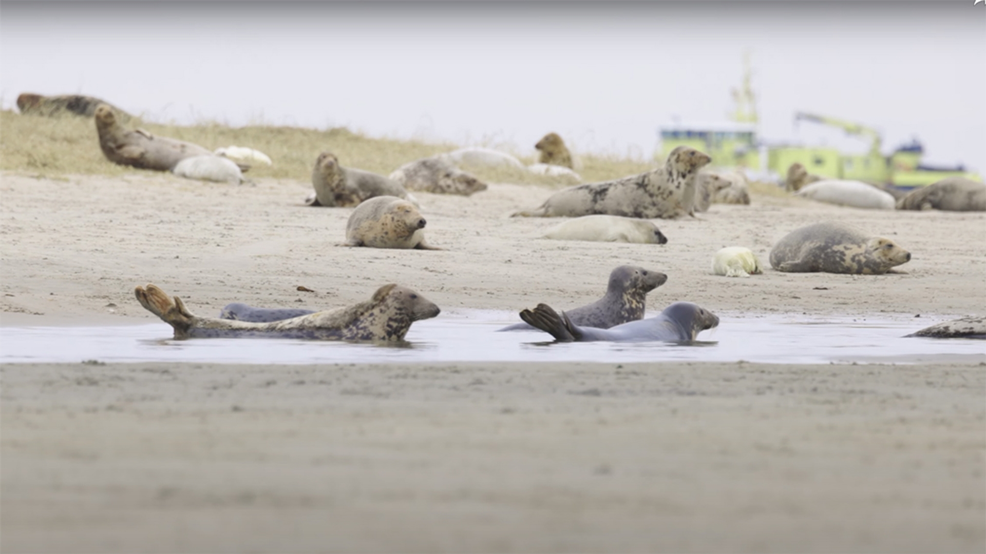 grijze-zeehonden-screenshot