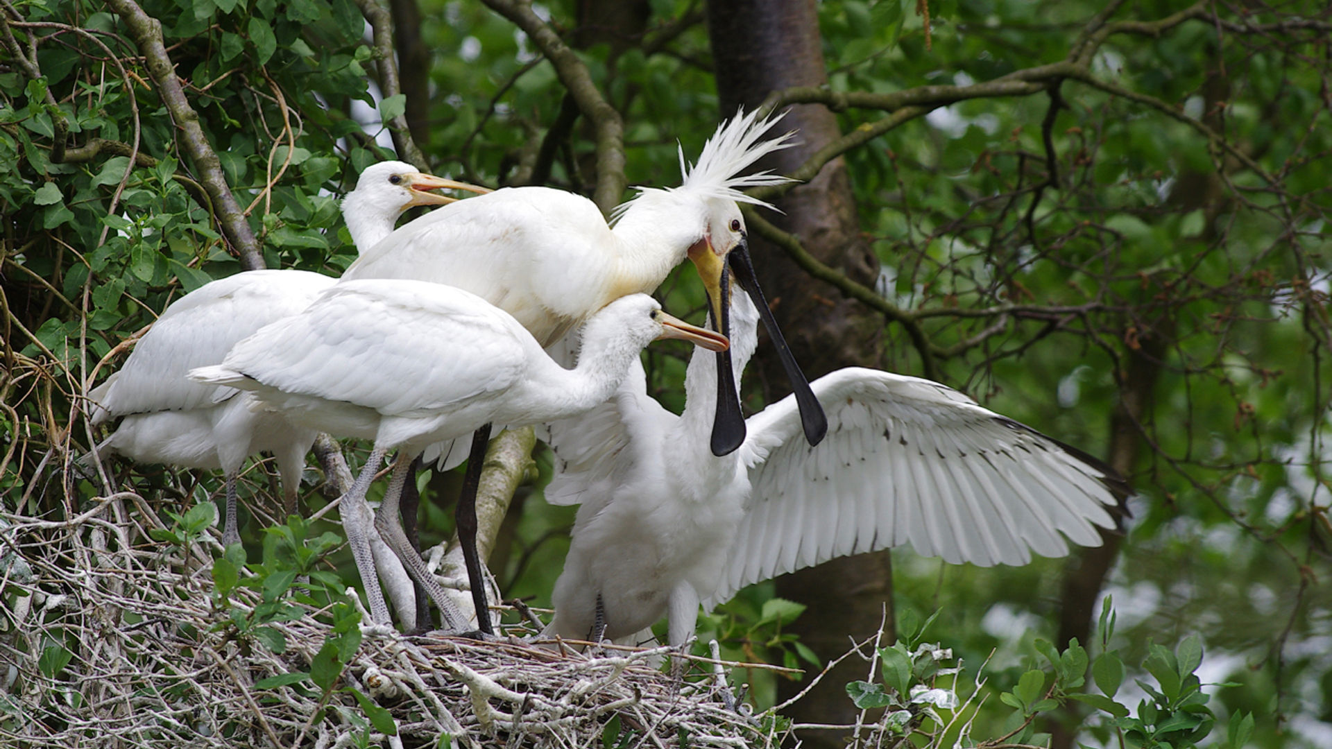 Lepelaars Buitenliede