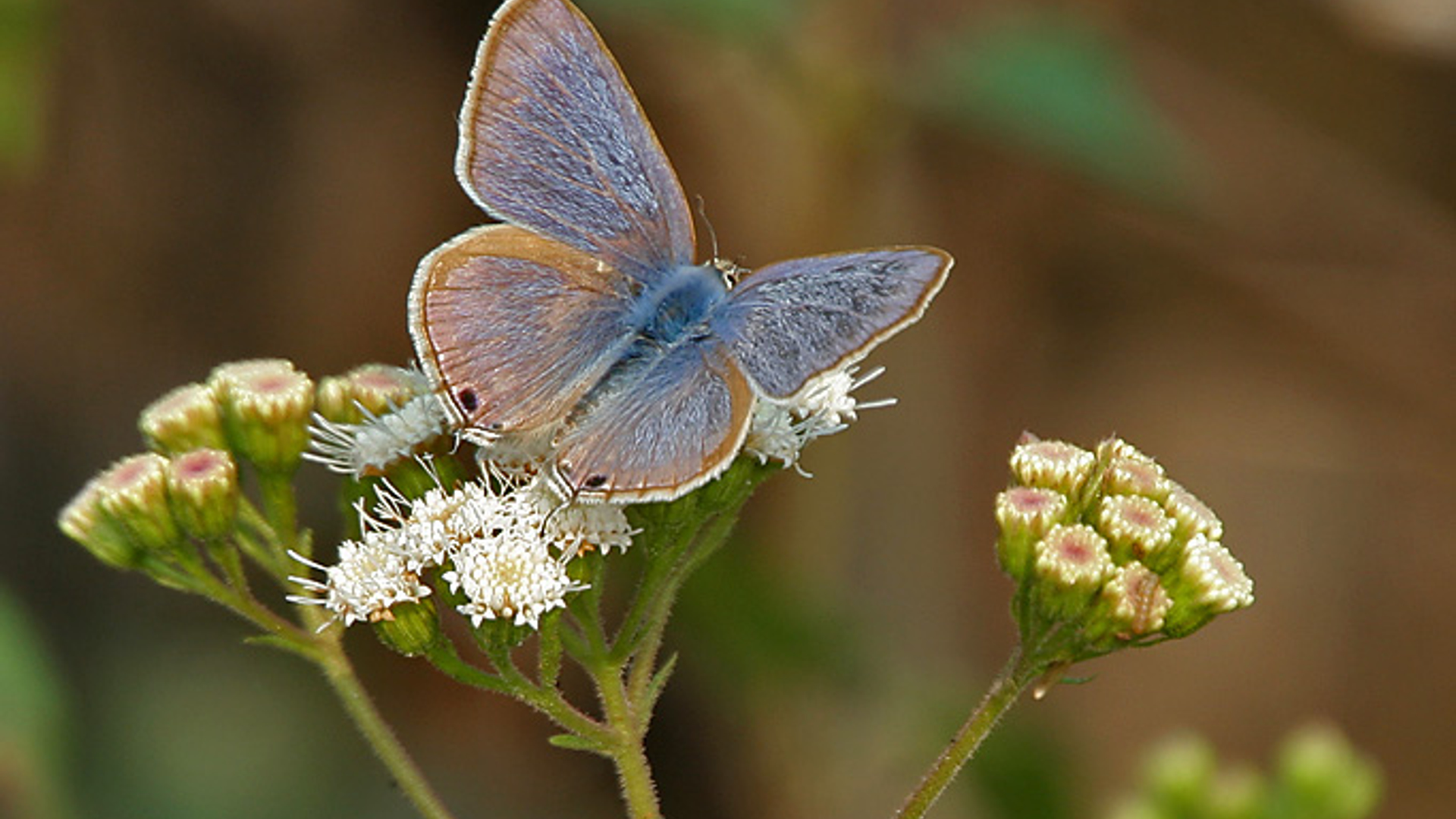 Pea_Blue__Lampides_boeticus__on_Eupatorium_odoratum_at_Samsing__Duars__West_Bengal_W_IMG_6012.jpg