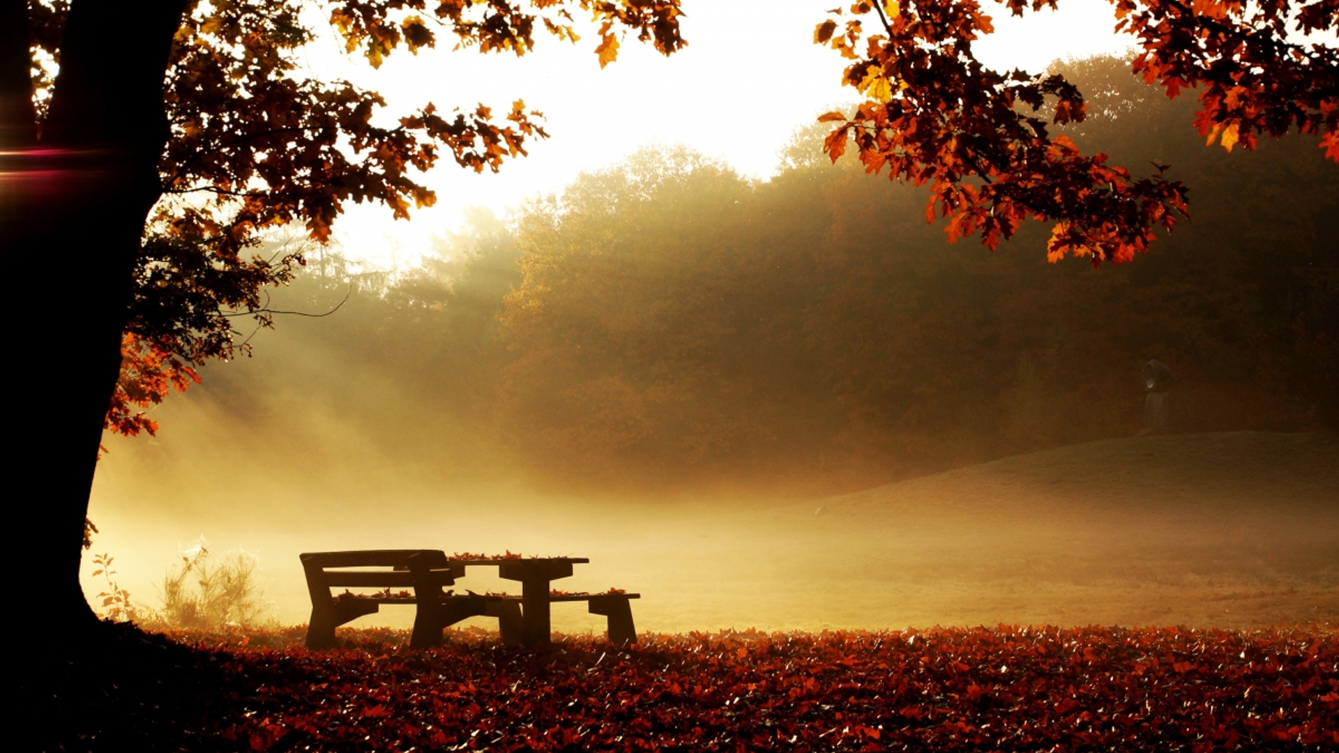 s_morgens_in_het__sleenerbos_5822054a9cbde_large