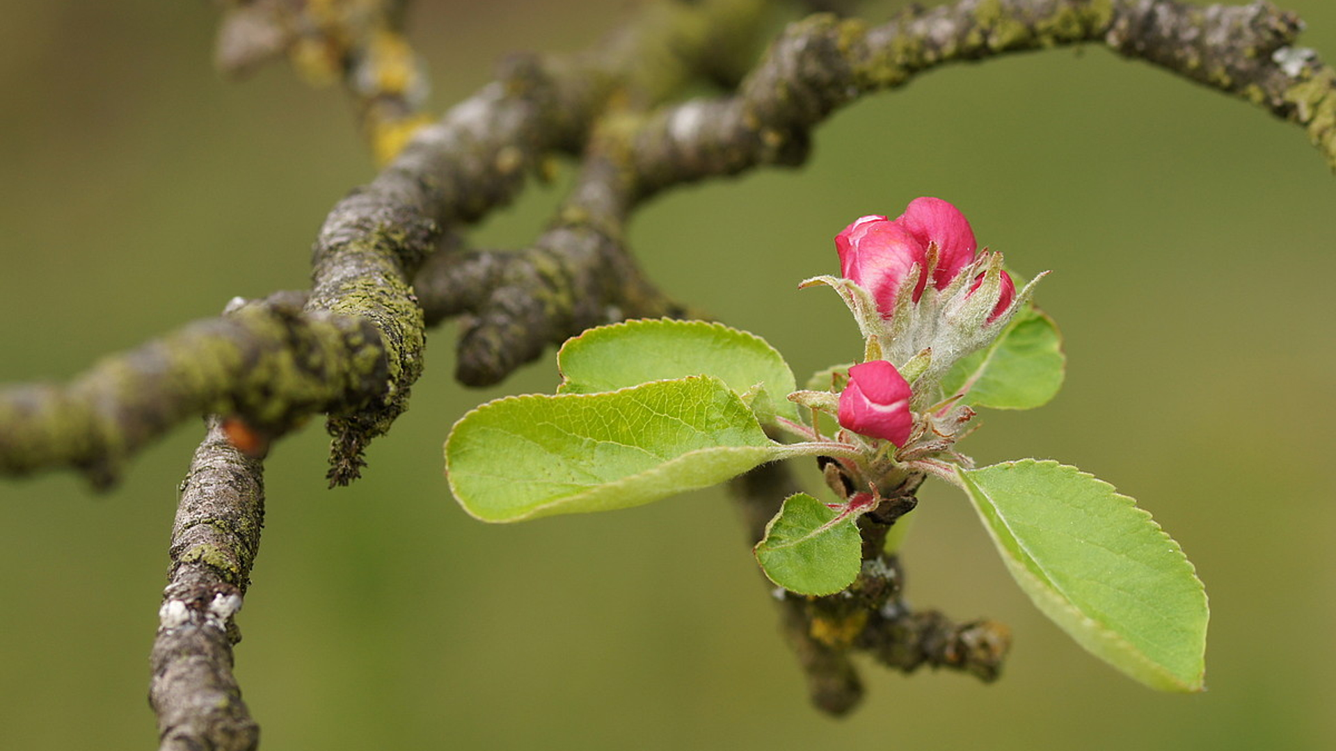 appelboom_02.jpg