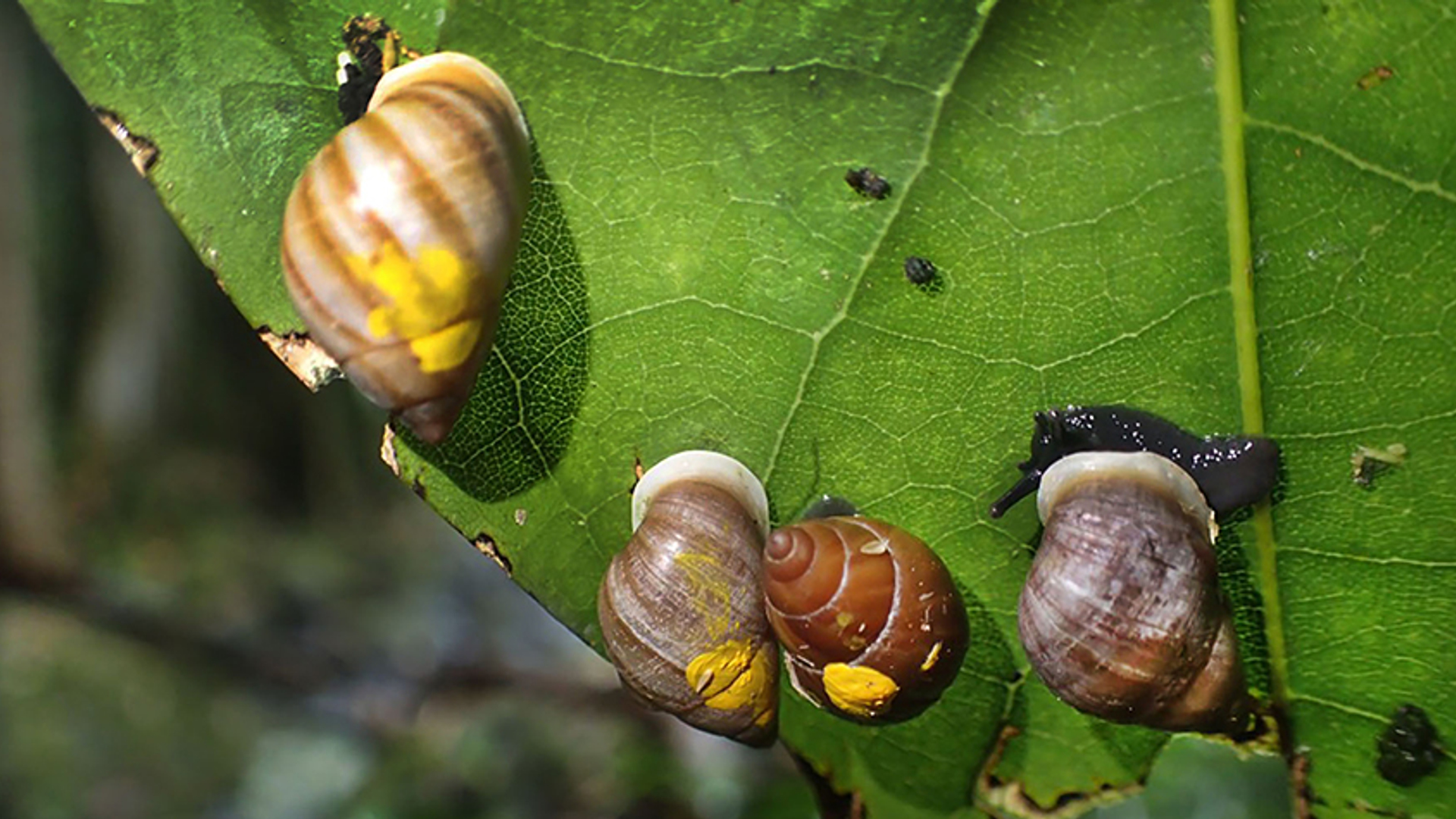 partula