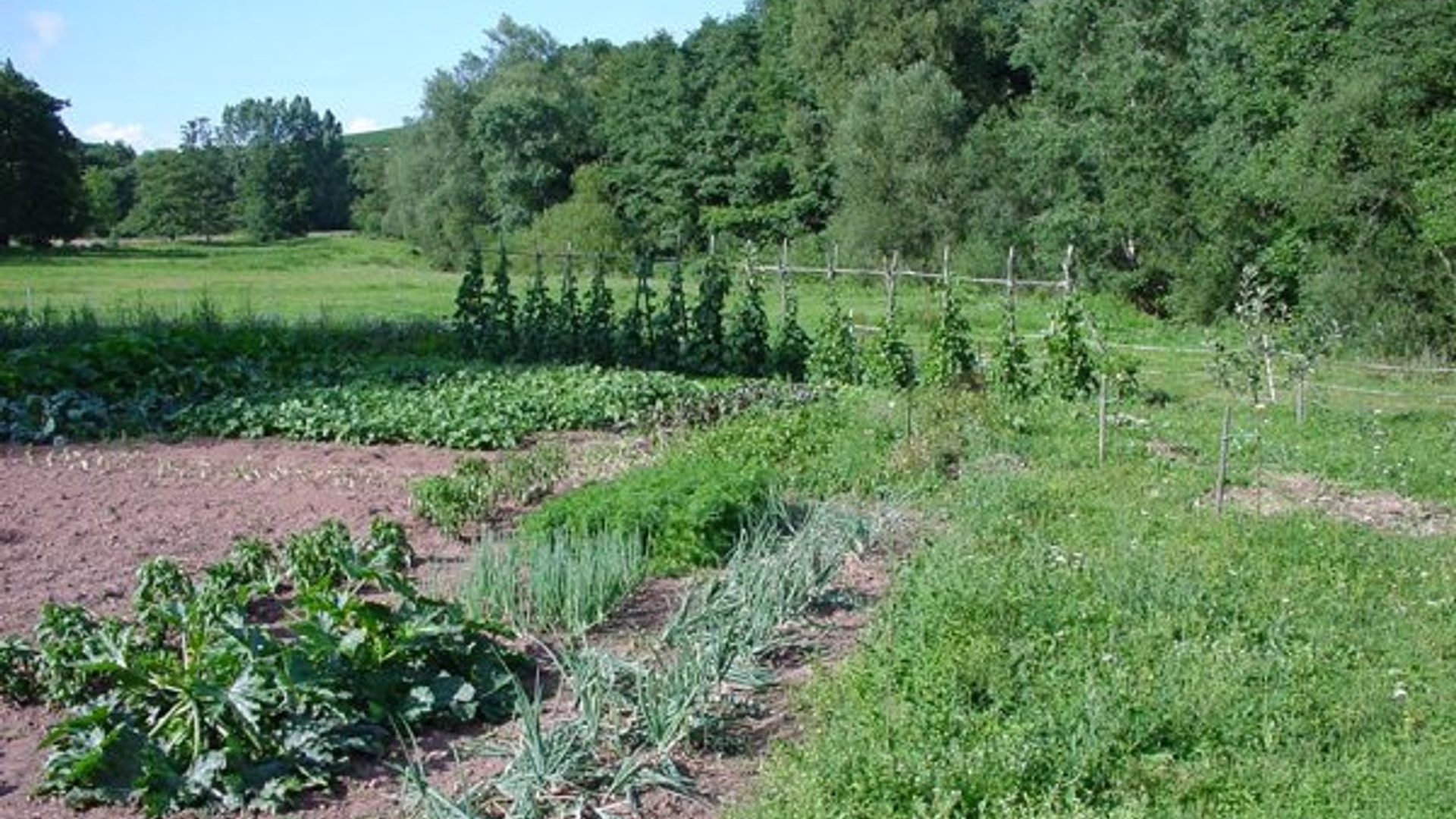 moestuin_01.jpg