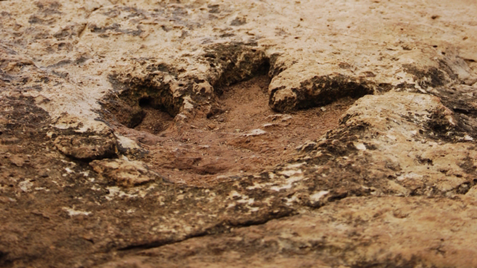 dinosaurus-step-1249072-639x954.jpg