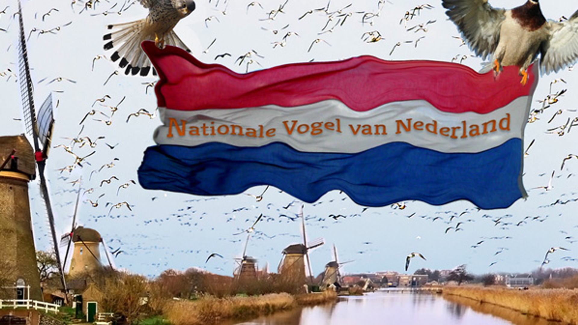 Nationalevogel.jpg