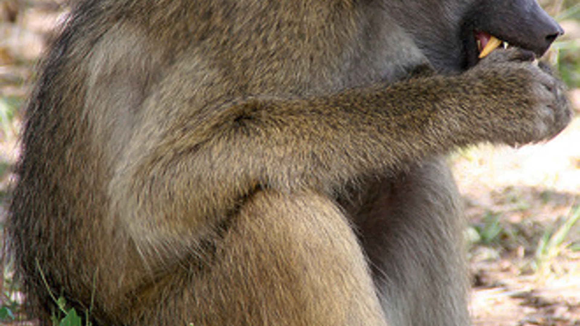 baboon-1369142.jpg