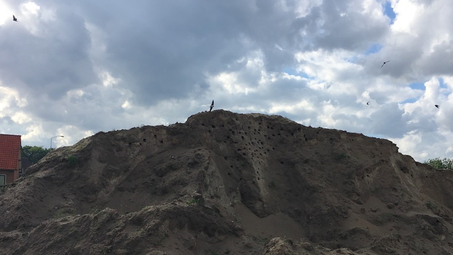 oeverzwaluwen_Ermelo