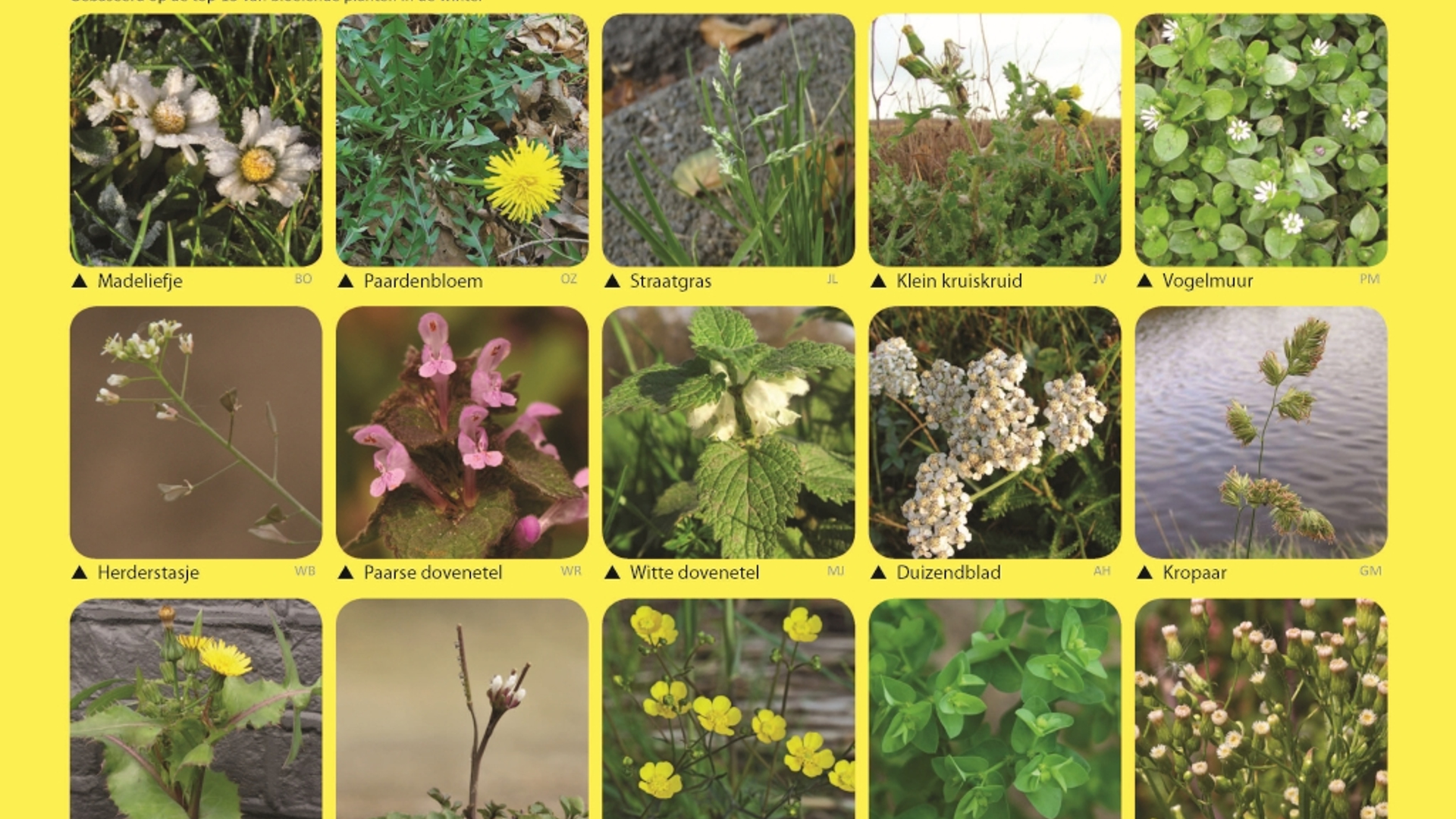 Zoekkaart-Plantenjacht